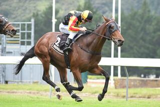 Rock On (NZ) Claims St Leger. Photo: Race Images, Palmerston North.